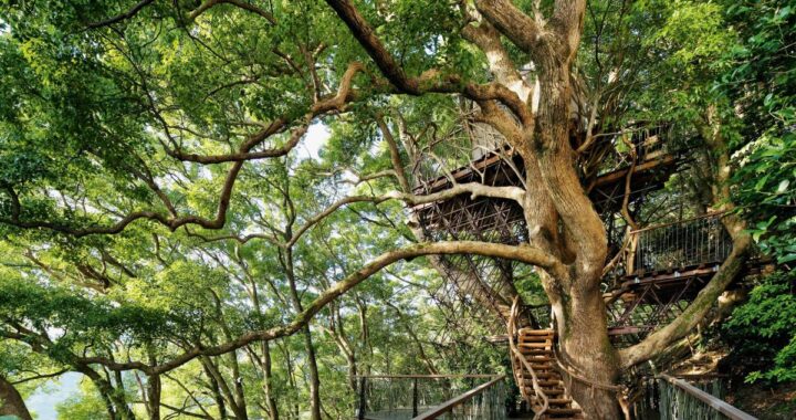 Una de las 10 casas construidas en árboles más espectaculares del mundo se encuentra en México