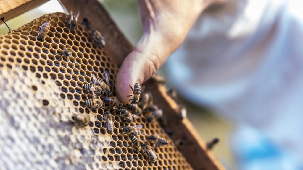 Las abejas podrían ser el futuro de la fabricación de chips