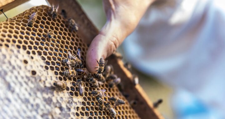 Las abejas podrían ser el futuro de la fabricación de chips