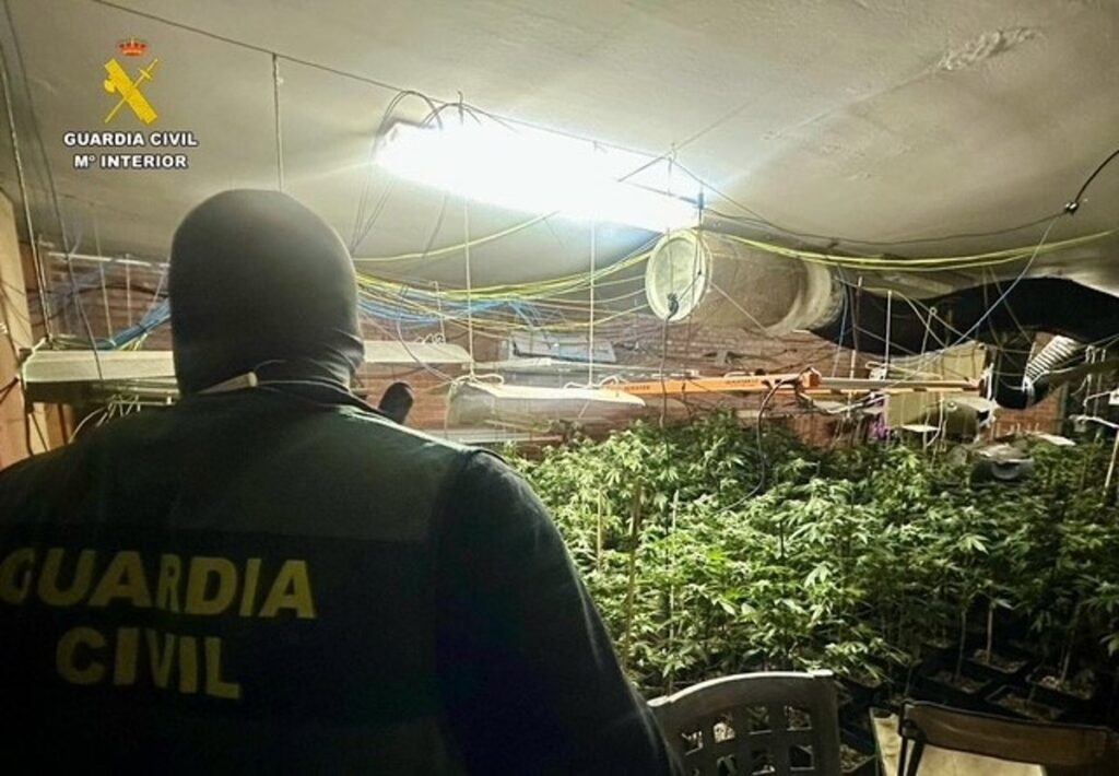 Dos detenidos por regentar una cultivo interior con 446 plantas de marihuana en Malpartida de Plasencia