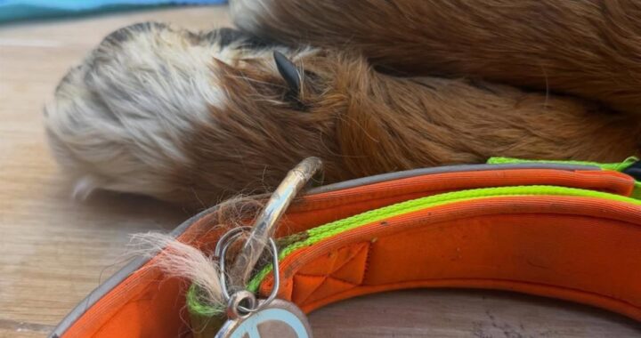 Aparece el cuerpo sin vida del perro en cuya búsqueda su dueño sufrió una extorsión en Granada