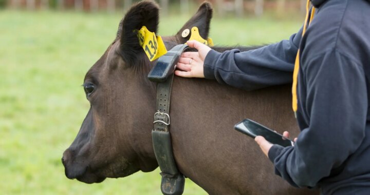 Un millón de vacas llevan un collar solar inteligente en Nueva Zelanda y Estados Unidos, ¿para qué sirve?