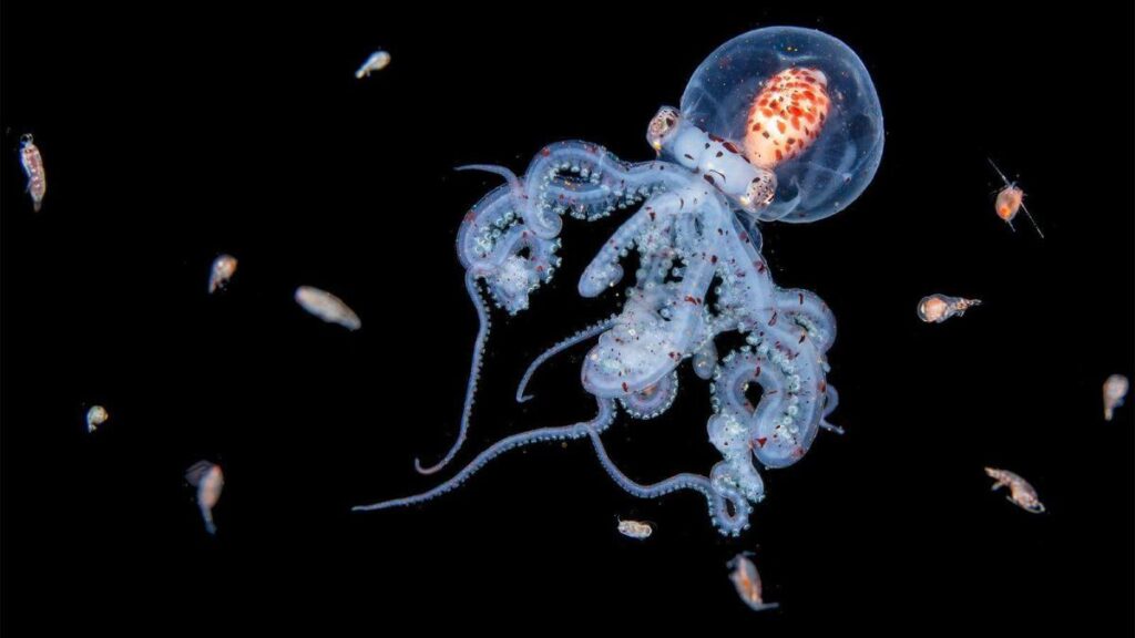 Una medusa inmortal 'baila' en la oscuridad del océano con luces brillantes